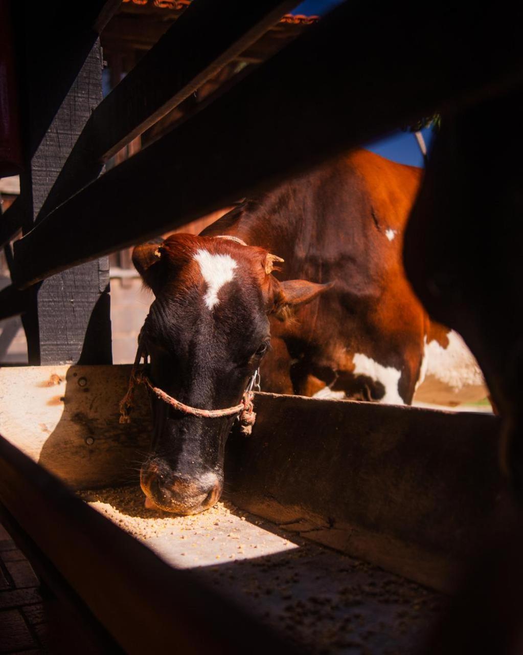 Hotel Fazenda Igarapes Zewnętrze zdjęcie